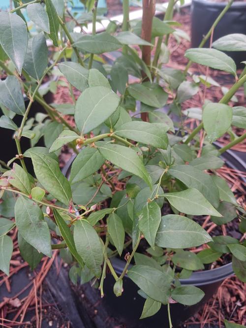 Legacy Highbush Blueberry Vaccinium corymbosum Legacy from Pender Nursery