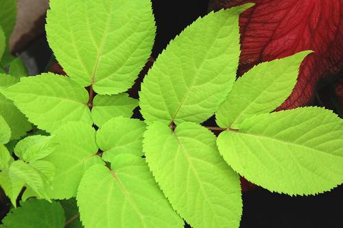 Sun King Japanese Spikenard Aralia cordata 'Sun King' from Pender Nursery