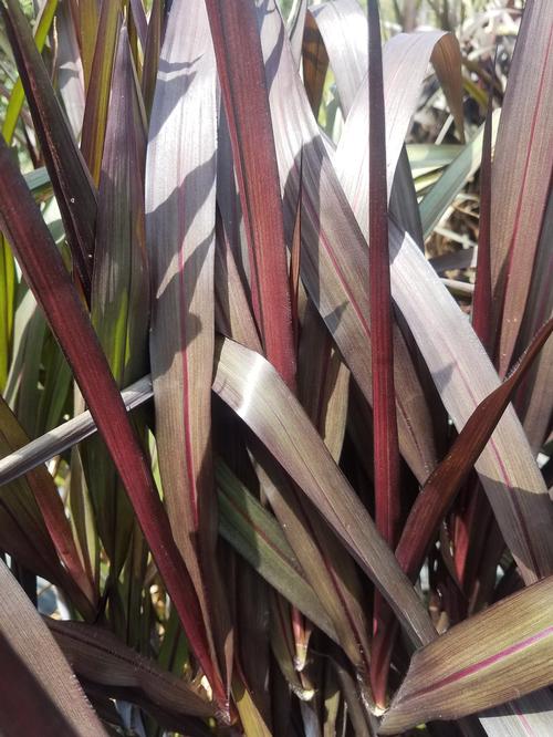 Princess Caroline Fountain Grass Pennisetum 'Princess Caroline' PP#21464 from Pender Nursery