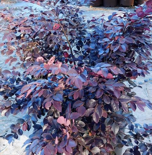 Cerise Charm™ Chinese Fringe-Flower Loropetalum chinense v. r. Cerise Charm™ PP#23176 from Pender Nursery