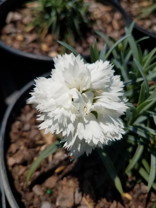 Early Bird™ Frosty Dianthus Dianthus Early Bird™ Frosty PP#23894 from Pender Nursery