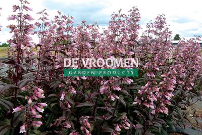 Dark Towers Beardtongue Penstemon Dark Towers from Pender Nursery