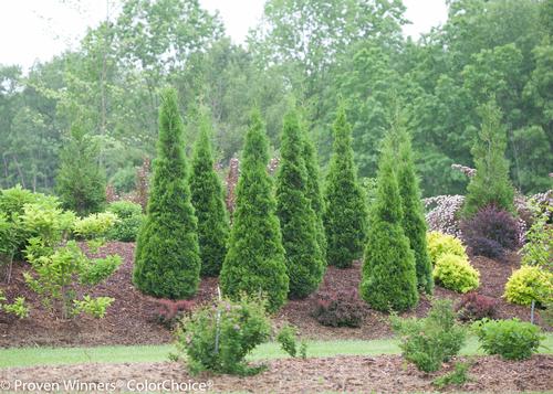 North Pole® Arborvitae Thuja occidentalis North Pole® PP#22174 from Pender Nursery