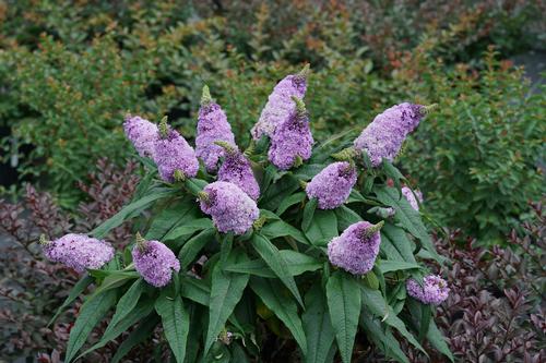 Pugster® Amethyst Butterfly Bush Buddleia Pugster® Amethyst PP#30236 from Pender Nursery