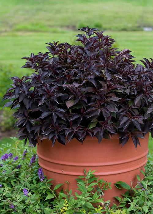Spilled Wine® Weigela Weigela florida Spilled Wine® PP#23781 from Pender Nursery