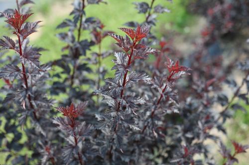 Summer Wine® Black Ninebark Physocarpus opulifolius Summer Wine® Black PP#30232 from Pender Nursery