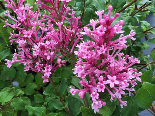 Bloomerang® Dwarf Pink Lilac Syringa x Bloomerang® Dwarf Pink PP#29802 from Pender Nursery