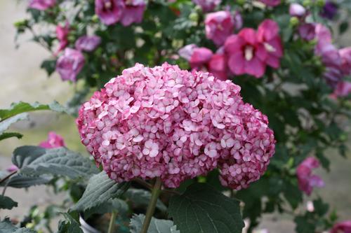 Invincibelle Mini Mauvette® Smooth Hydrangea Hydrangea arborescens Mini Mauvette® PP#30358 from Pender Nursery