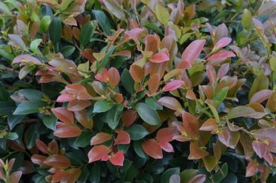 Linebacker™ Distylium Distylium Linebacker™ PP#25984 from Pender Nursery