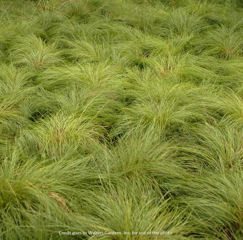 Prairie Dropseed Sporobolis heterolepis from Pender Nursery