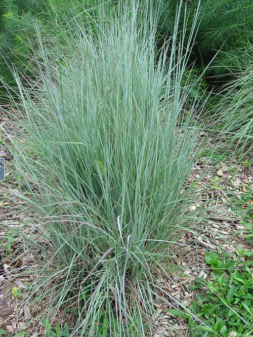 Little Bluestem Schizachyrium scoparium from Pender Nursery