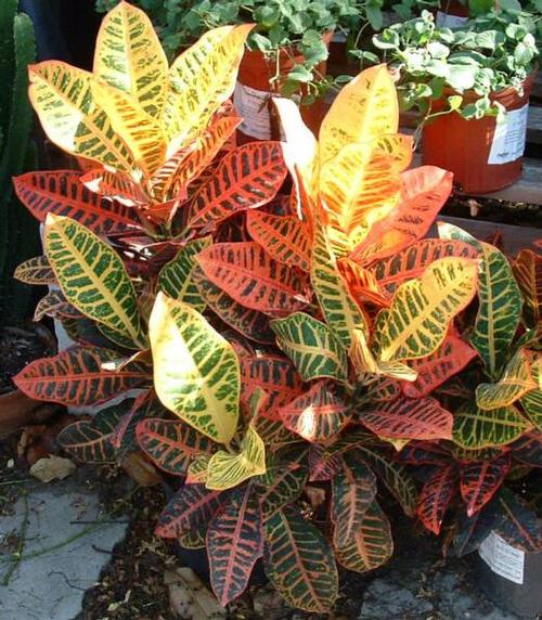 Petra Croton Codiaeum variegatum Petra from Pender Nursery