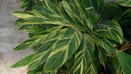 Variegated Shell Ginger Alpinia zerumbet 'Variegata' from Pender Nursery