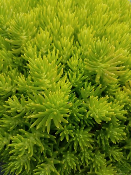 Lemon Ball Stone Crop Sedum mexicanum Lemon Ball from Pender Nursery