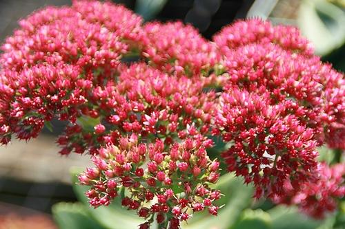 Autumn Fire Stone Crop Sedum x Autumn Fire from Pender Nursery