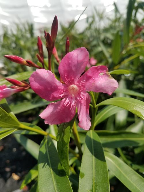 Calypso Oleander Nerium oleander Calypso from Pender Nursery