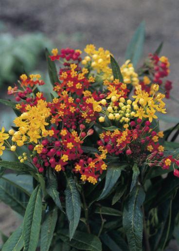 Silky Deep Red Tropical Milkweed Asclepias curassavica Silky Deep Red from Pender Nursery