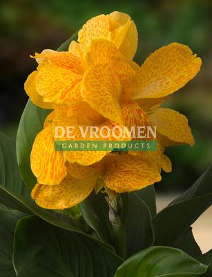 CannaSol™ Happy Emily® Canna Lily Canna CannaSol™ Happy Emily® from Pender Nursery