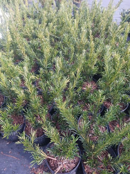 Pringles Dwarf Shrub Yew Podocarpus macrophyllus Pringles from Pender Nursery