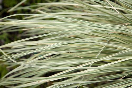 Platinum Beauty™ Lomandra Lomandra longifolia Platinum Beauty™ PP#25962 from Pender Nursery