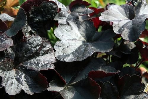 Obsidian Coral Bells Heuchera 'Obsidian' PP#14836 from Pender Nursery