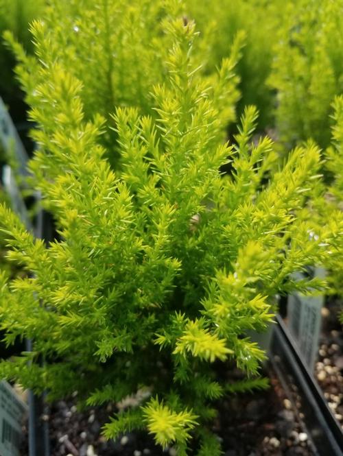 Lemon Cypress Cupressus macrocarpa Wilma Goldcrest from Pender Nursery