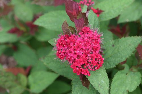 Double Play Doozie® Spiraea Spiraea japonica Doozie® PP#30953 from Pender Nursery