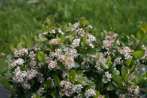 Low Scape® Mound® Chokeberry Aronia melanocarpa Low Scape® Mound® PP#28789 from Pender Nursery