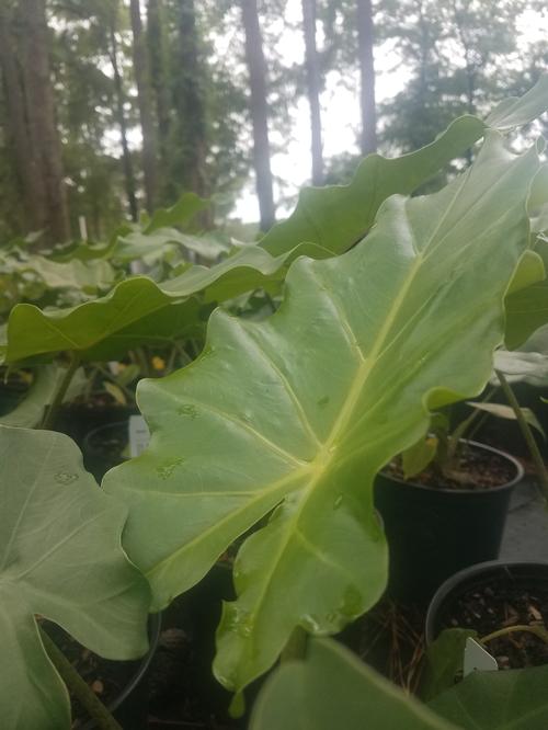 Portora Upright Elephant Ear Alocasia 'Portora' from Pender Nursery