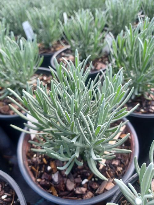 Phenomenal French Lavender Lavandula x intermedia Phenomenal PP#24193 from Pender Nursery