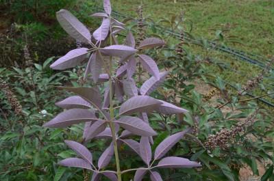 Flip Side® Chaste Tree Vitex x Flip Side PP#30283 from Pender Nursery