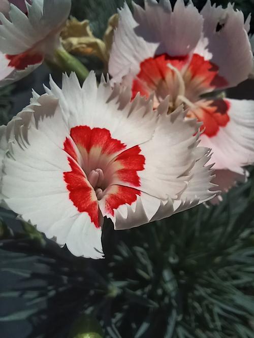 Georgia Peach Pie Dianthus Dianthus 'Georgia Peach Pie' PPAF from Pender Nursery