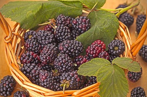 Triple Crown Thornless Blackberry Rubus x 'Triple Crown' from Pender Nursery
