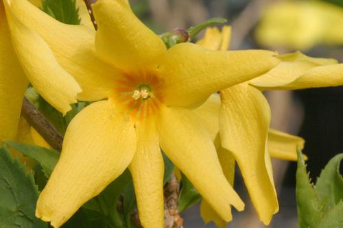 Flying Machine® Forsythia Forsythia koreana Flying Machine® from Pender Nursery