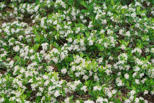 Ground Hug® Chokecherry Aronia melanocarpa Ground Hug® PP#31821 from Pender Nursery