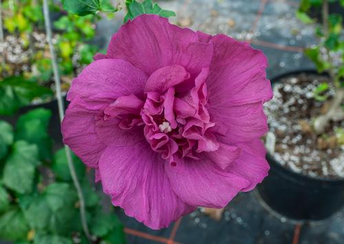 Magenta Chiffon® Rose of Sharon Hibiscus syriacus Magenta Chiffon® PP#29683 from Pender Nursery
