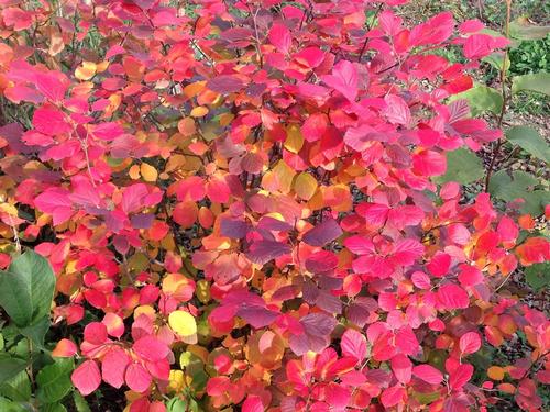 Legend of the Fall® Bottlebrush Fothergilla x intermedia Legend of the Fall® PP#32049 from Pender Nursery
