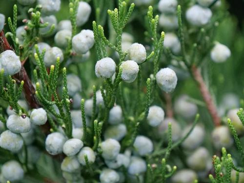 Gin Fizz® Juniper Juniperus chinensis Gin Fizz® PP#31994 from Pender Nursery