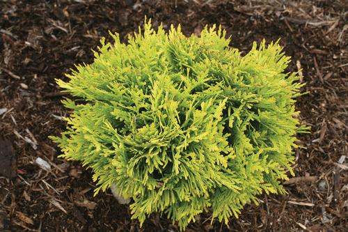 Anna's Magic Ball Arborvitae Thuja occidentalis Anna's Magic Ball® PP#25868 from Pender Nursery