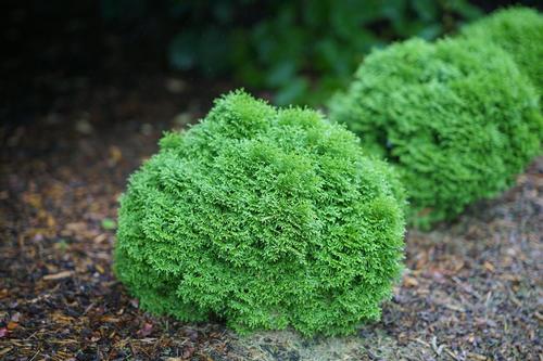 Tater Tot® Arborvitae Thuja occidentalis Tater Tot® PP#30761 from Pender Nursery