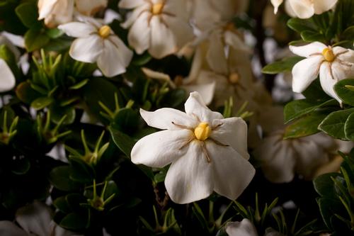 ScentAmazing™ Gardenia Gardenia jasminoides ScentAmazing™ PP#27601 from Pender Nursery