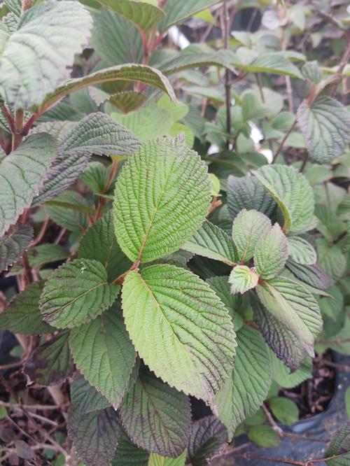 Opening Day™ Viburnum Viburnum plicatum Opening Day™ PP#28958 from Pender Nursery