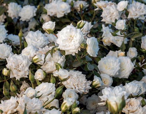 White Drift® Rose Rosa x White Drift® PP#28054 from Pender Nursery