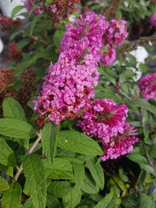 Pugster Pinker® Butterfly Bush Buddleia Pugster Pinker® PP#33565 from Pender Nursery