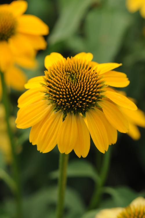 Lemon Yellow Improved Sombrero® Coneflower Echinacea Sombrero® Lemon Yellow Improved PP#30116 from Pender Nursery