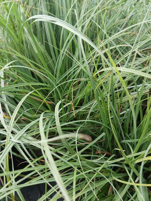 Blue Zinger Sedge Carex flacca Blue Zinger from Pender Nursery