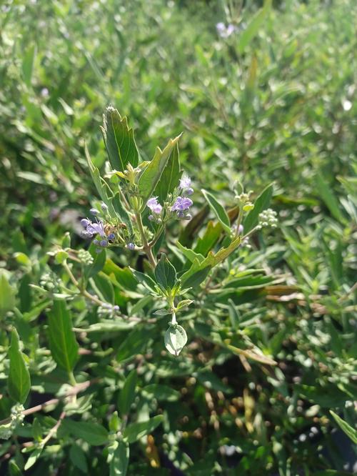 Sapphire Surf™ Bluebeard Caryopteris x clandonensis Sapphire Surf™ from Pender Nursery