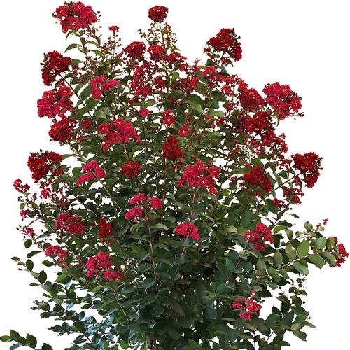 Colorama Scarlet™ Crapemyrtle Lagerstroemia Colorama™ Scarlet PPAF from Pender Nursery