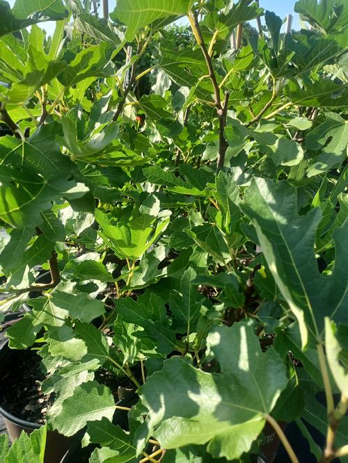 Little Miss Figgy Dwarf Fig Ficus 'Little Miss Figgy' PP#27929 from Pender Nursery