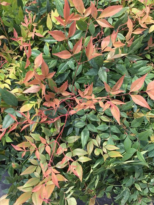 Gulf Stream Nandina Nandina domestica 'Gulf Stream' PP#5656 - DISCOUNT from Pender Nursery